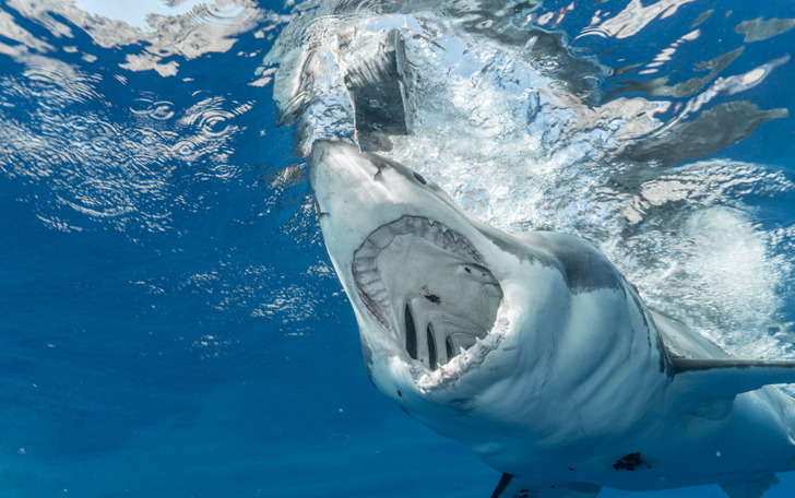 “If a shark is coming after you, swim away.” If a shark is coming towards you in the first place, it’s most likely just curious and wants to check you out. Swimming away and thrashing about will further intrigue it to keep following you. Instead, redirect it by running your hand along its side and carefully positioning it to swim away from you.