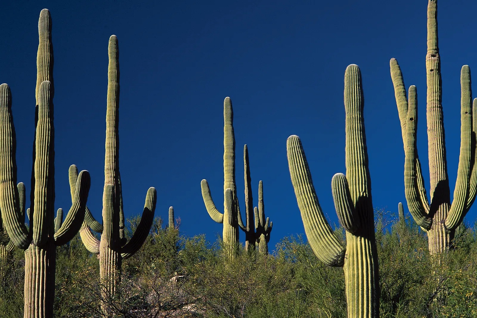 “You can drink water from a cactus.” Any liquid inside a cactus will be highly acidic and likely to cause nausea and diarrhea, further dehydrating you.