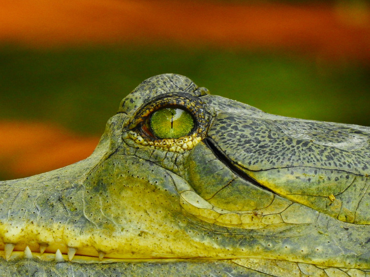 “Running in a zigzag to outrun an alligator.” Alligators don’t run for long distances, so this will probably just waste your energy. They can also climb some fences and trees as well.