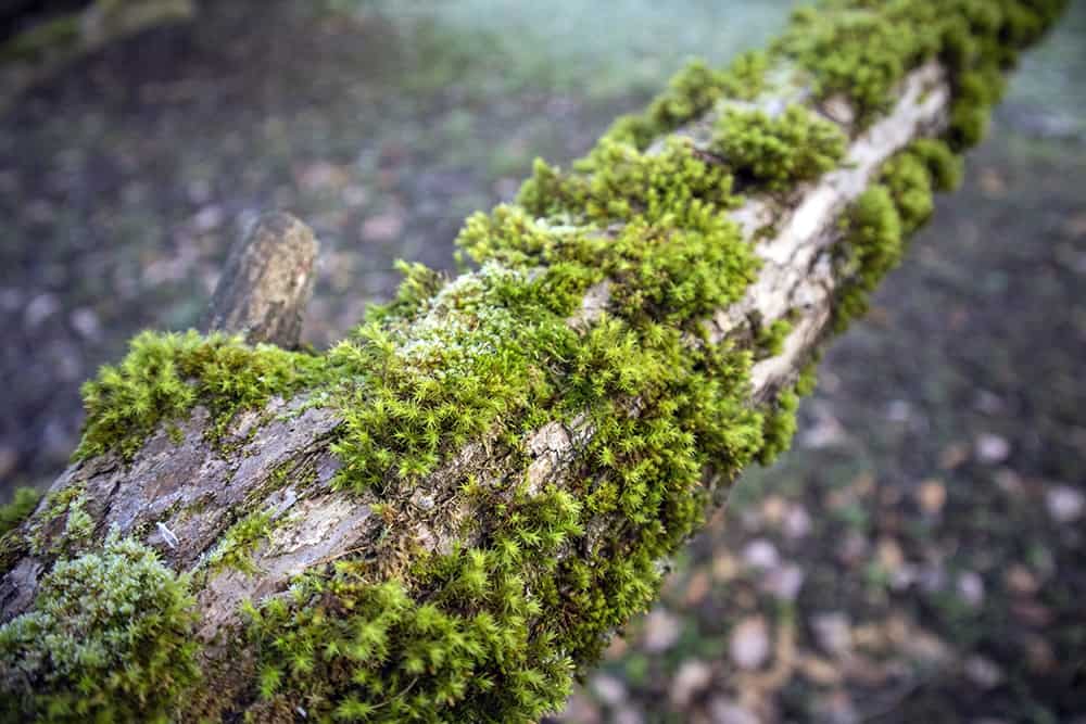 That moss grows on the north side of a tree. It can grow all over the tree, so it’s not a steadfast rule that you should make important decisions solely on.