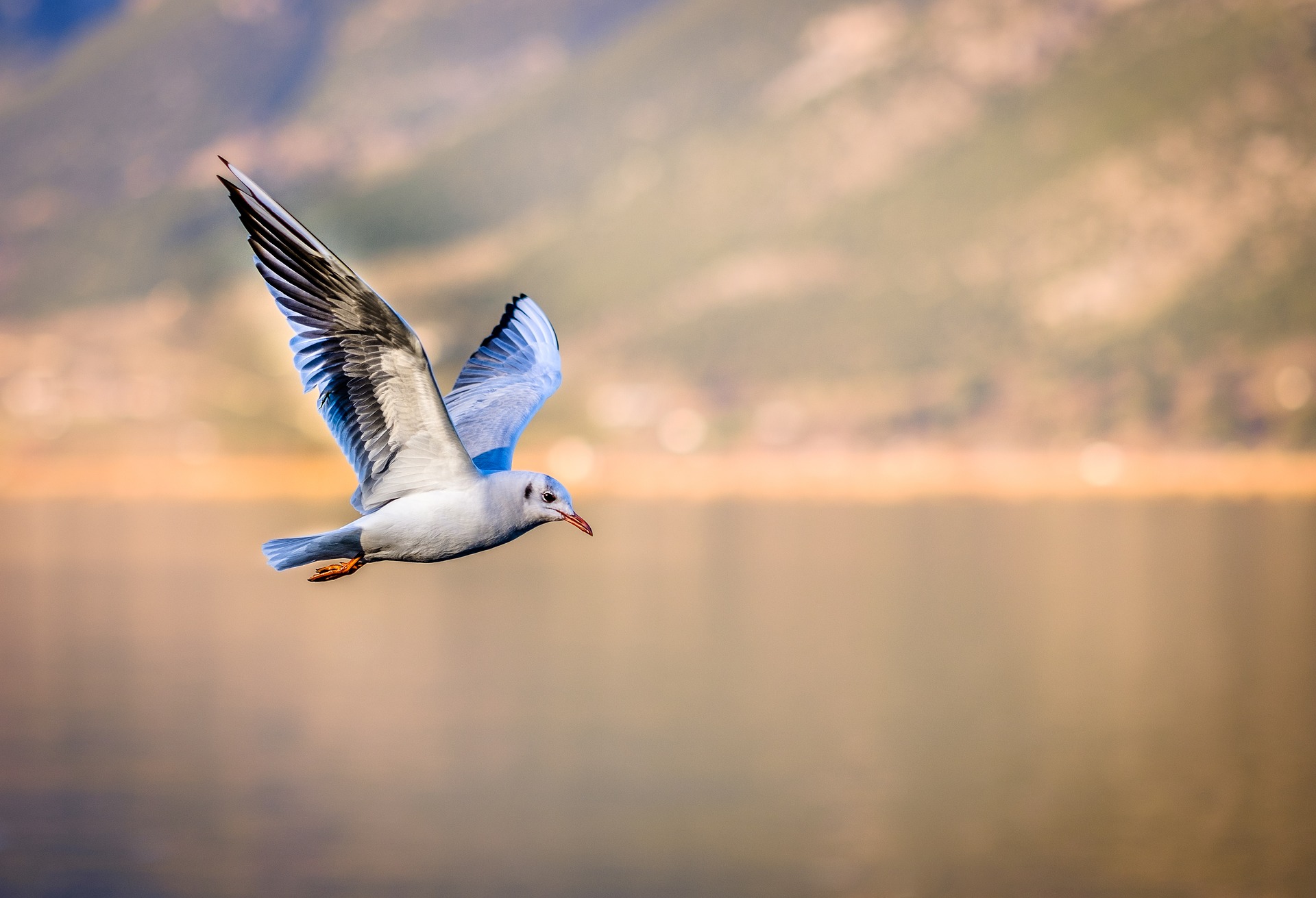 “Follow flying birds to find water.” They can simply be flying to spend a night anywhere, so we can’t rely on them.