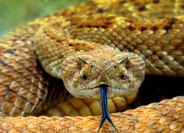 “If a snake bites you, suck the poison out or use a tourniquet.” No, you should call an ambulance. Use a broad pressure bandage to immobilize the whole limb, never EVER tourniquet a snake bite. You are reducing the natural lymph movement through broadly spread pressure, not trying to give them gangrene. The victim must not move unless being carried. Don’t touch your mouth to the wound. Don’t wash it.