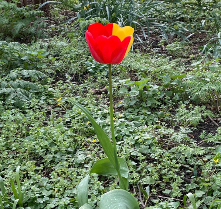 fascinating photos - tulip