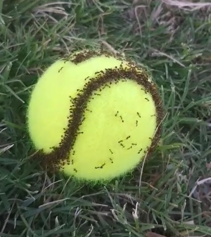 fascinating photos - ants on a ball