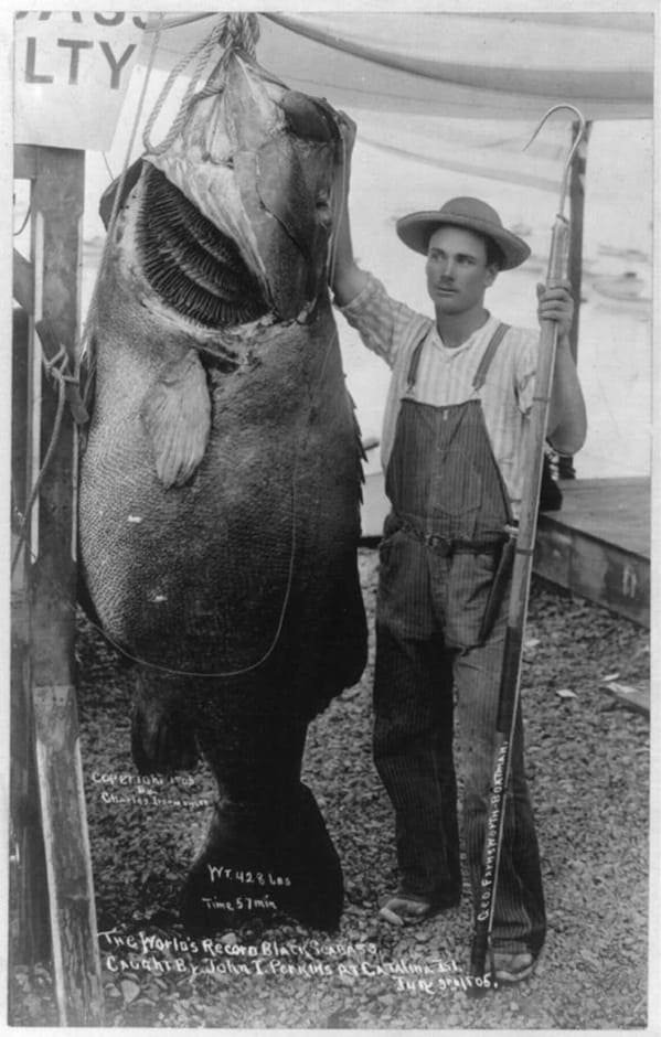 pictures from history --  The 1905 Black Sea Bass Record
