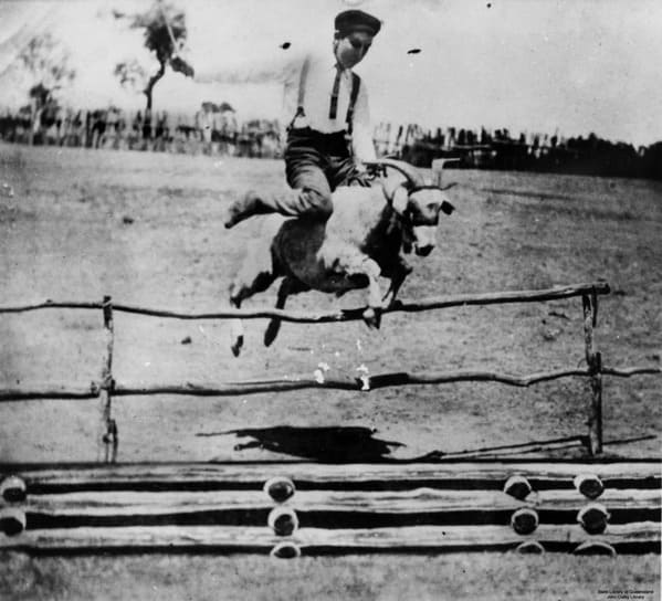 pictures from history - Roy Dunn And Tiger The Goat Setting A Record For Highest Jump For A Goat, 1905