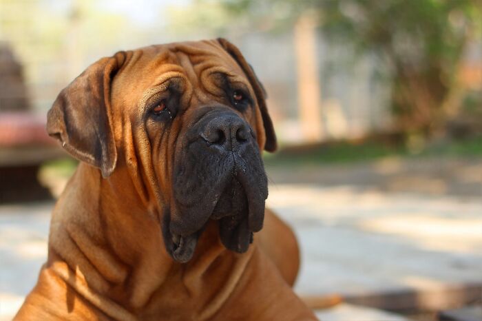 Buy a Mastiff.