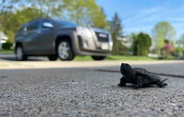 Found a baby snapping turtle walking across my driveway.