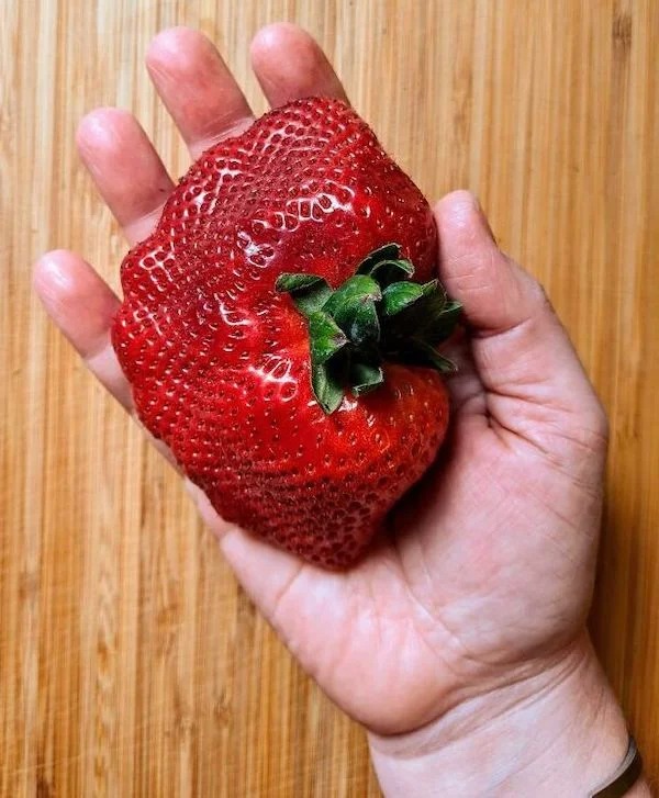 This friggin’ huge strawberry I found today.