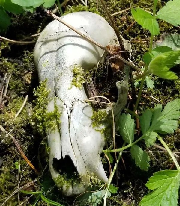 Found a skull that had been picked clean in the forest.