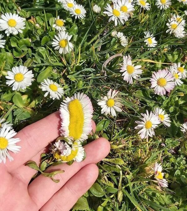 Found a mutated daisy.