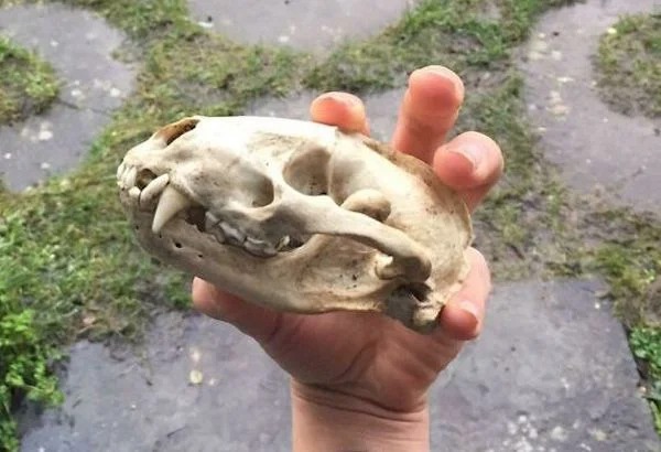 My dog found a badger skull in the garden.