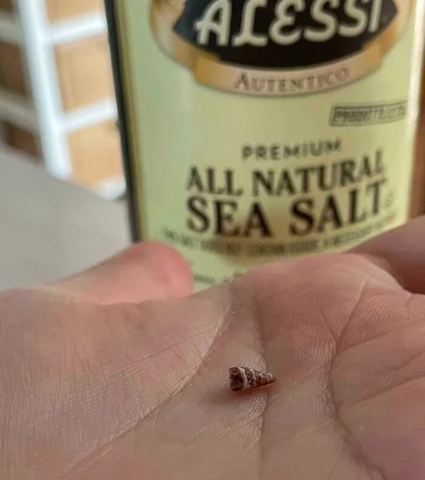 Today, I found a tiny shell in my sea salt!