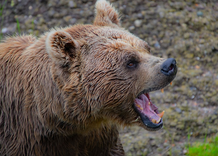 unbelievable facts - A full 6 percent of Americans reckon they could beat a grizzly bear in unarmed combat.