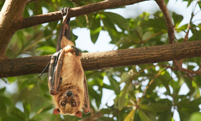 unbelievable facts - 20% of the mammal species on our planet are different types of bats.There's about 5000 species of mammals, and about 1000 of them are varieties of our little winged buddies.
