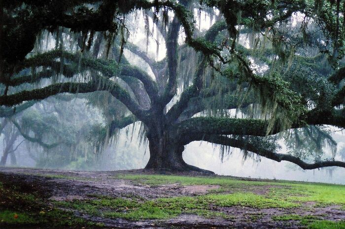 nature pics - old oak tree
