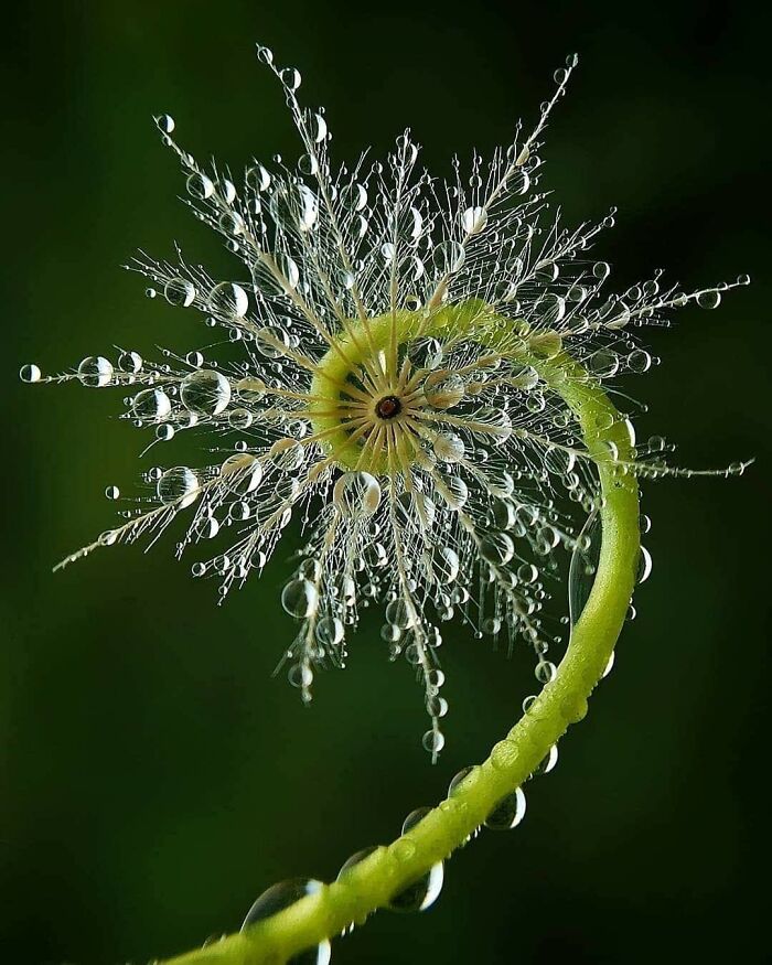 nature pics - dew flower