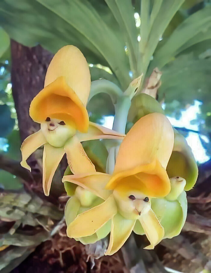 nature pics - catasetum epiphytic orchids