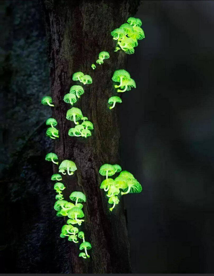 nature pics - forest light mushroom - R