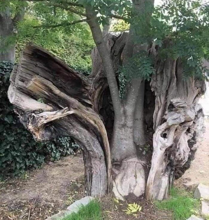 nature pics - rebirth tree