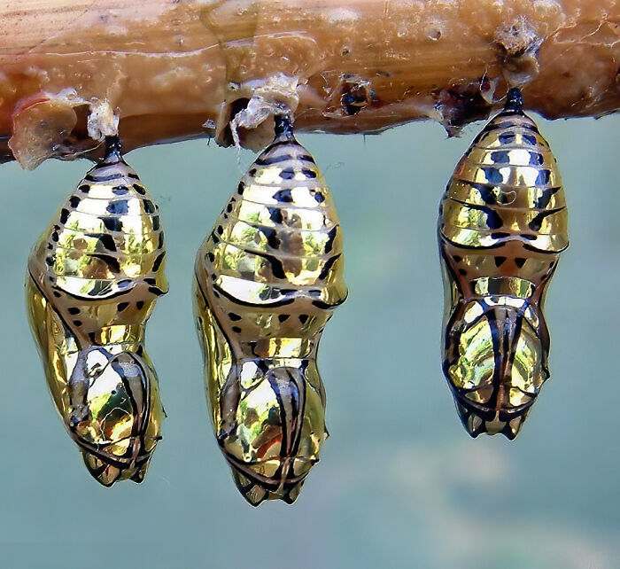 nature pics - golden cocoon butterfly - P