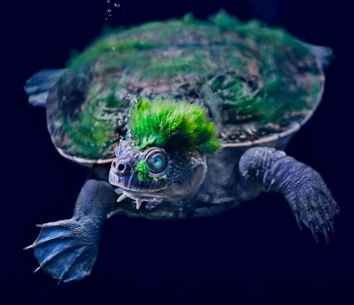 nature pics - mary river turtle