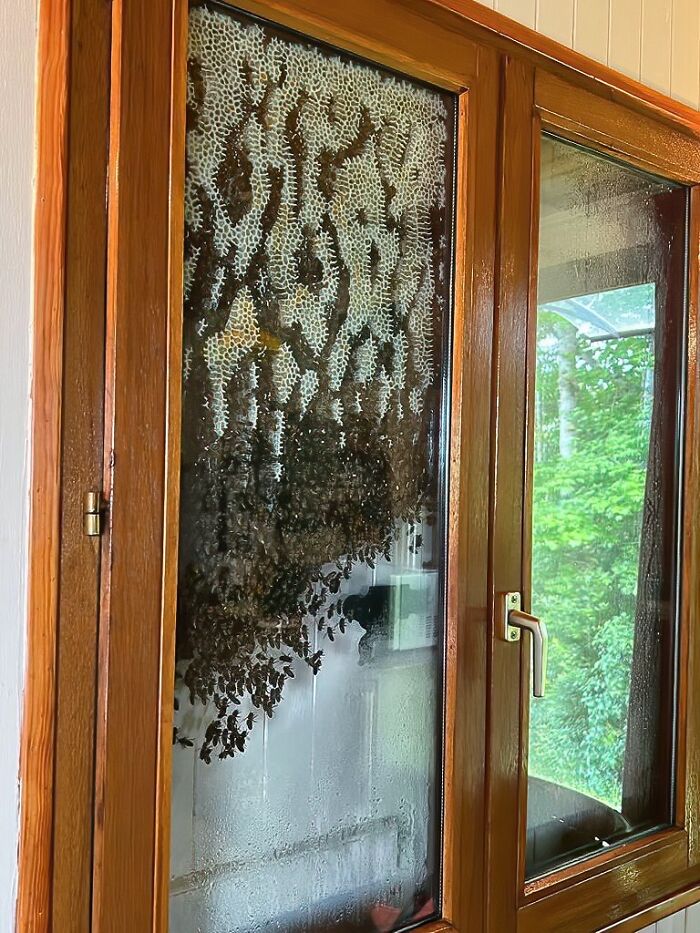 nature pics - bee hive between window