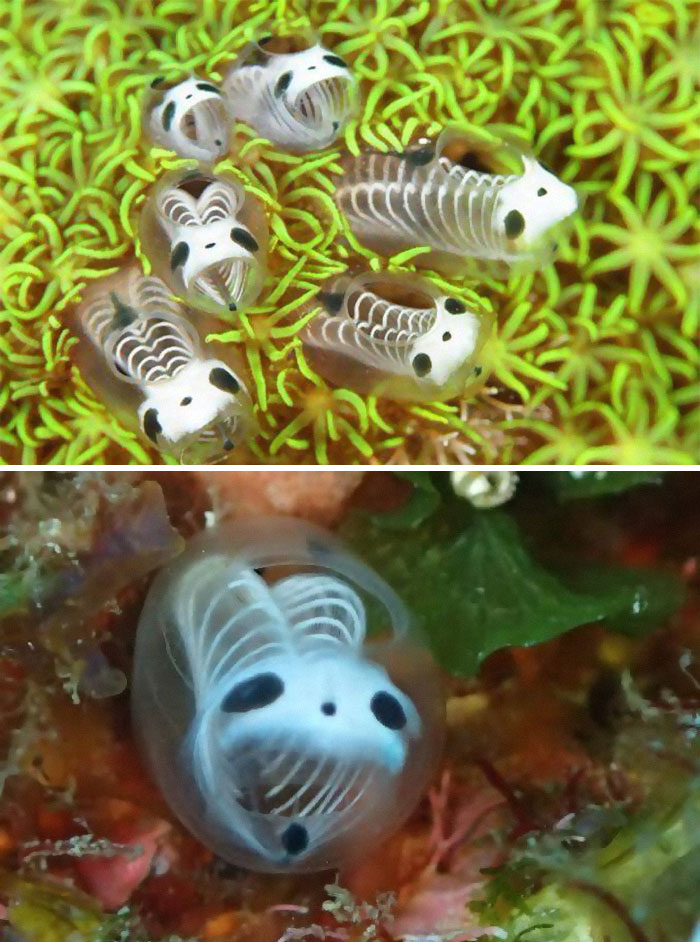 nature pics - skeleton panda sea squirts