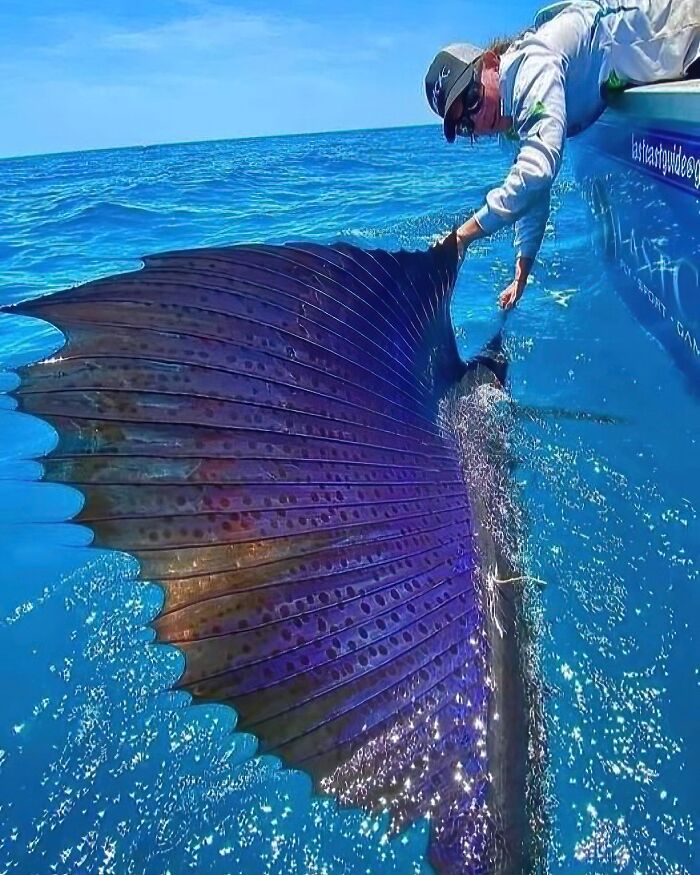 nature pics - fastest fish in the ocean - 2