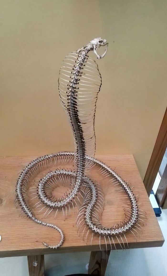 nature pics - cobra skeleton