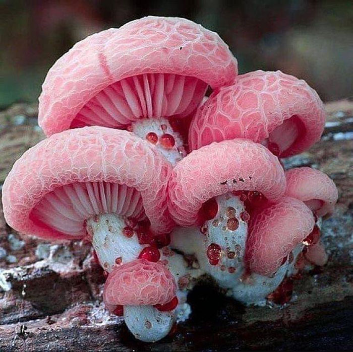 nature pics - pink mushroom