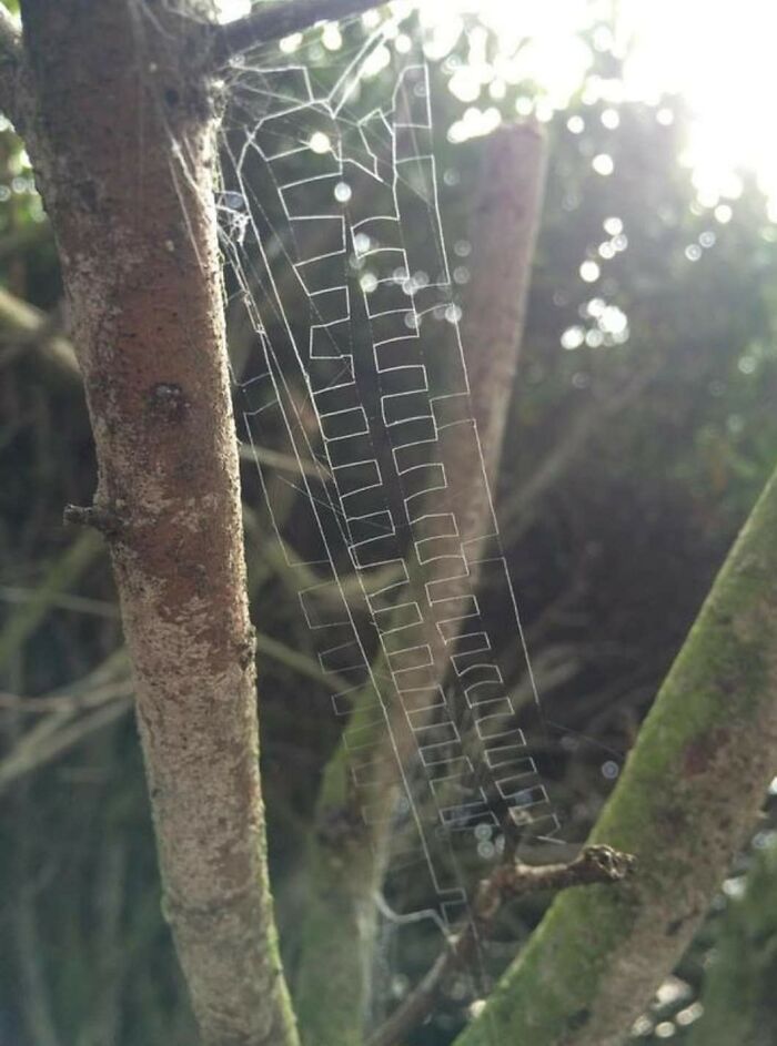 nature pics - zipper spider web