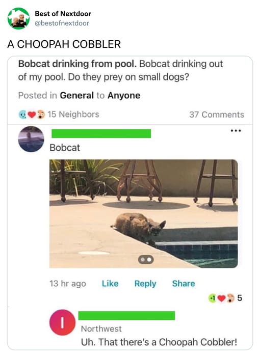 unhinged nextdoor app posts - choopah cobbler - Best of Nextdoor A Choopah Cobbler Bobcat drinking from pool. Bobcat drinking out of my pool. Do they prey on small dogs? Posted in General to Anyone 15 Neighbors Bobcat 13 hr ago 5 I Northwest Uh. That ther