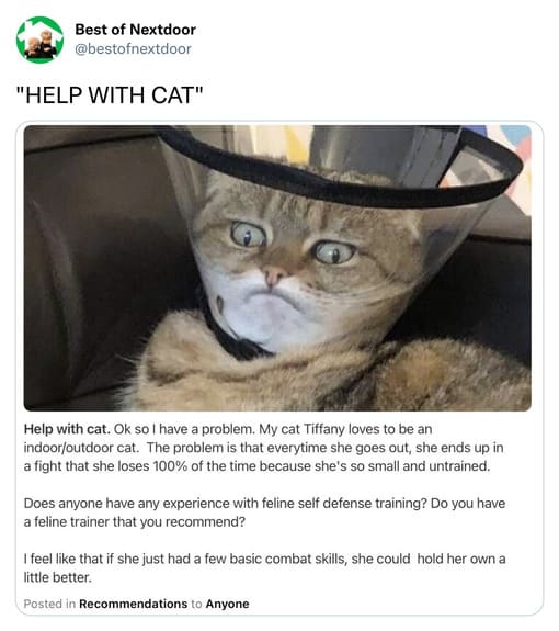 unhinged nextdoor app posts - cone of shame cat - Best of Nextdoor "Help With Cat" Help with cat. Ok so I have a problem. My cat Tiffany loves to be an indooroutdoor cat. The problem is that everytime she goes out, she ends up in a fight that she loses 10