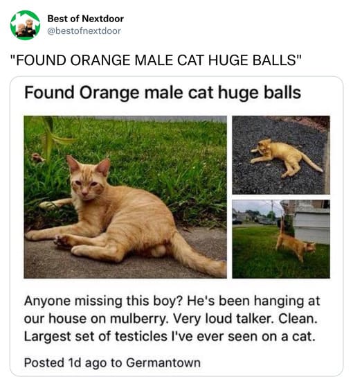 unhinged nextdoor app posts - cat huge balls - Best of Nextdoor "Found Orange Male Cat Huge Balls" Found Orange male cat huge balls Anyone missing this boy? He's been hanging at our house on mulberry. Very loud talker. Clean. Largest set of testicles I've