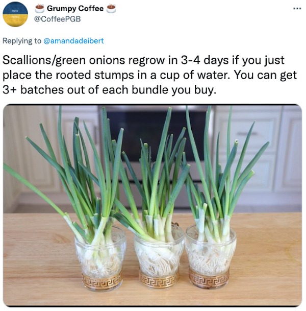 life hacks - welsh onion - www Grumpy Coffee Scallionsgreen onions regrow in 34 days if you just place the rooted stumps in a cup of water. You can get 3 batches out of each bundle you buy. Pepe Prere Frrrr