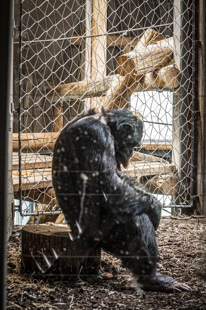 Zoos are prisons where animals are serving life sentences.