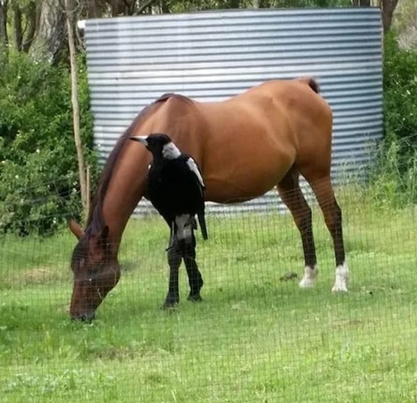 perfectly timed photos -  halter