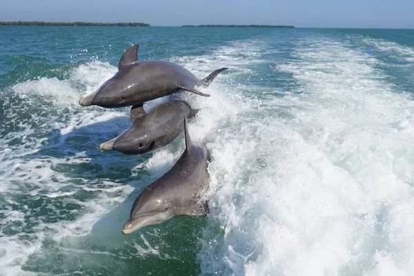 perfectly timed photos -  whales dolphins and porpoises