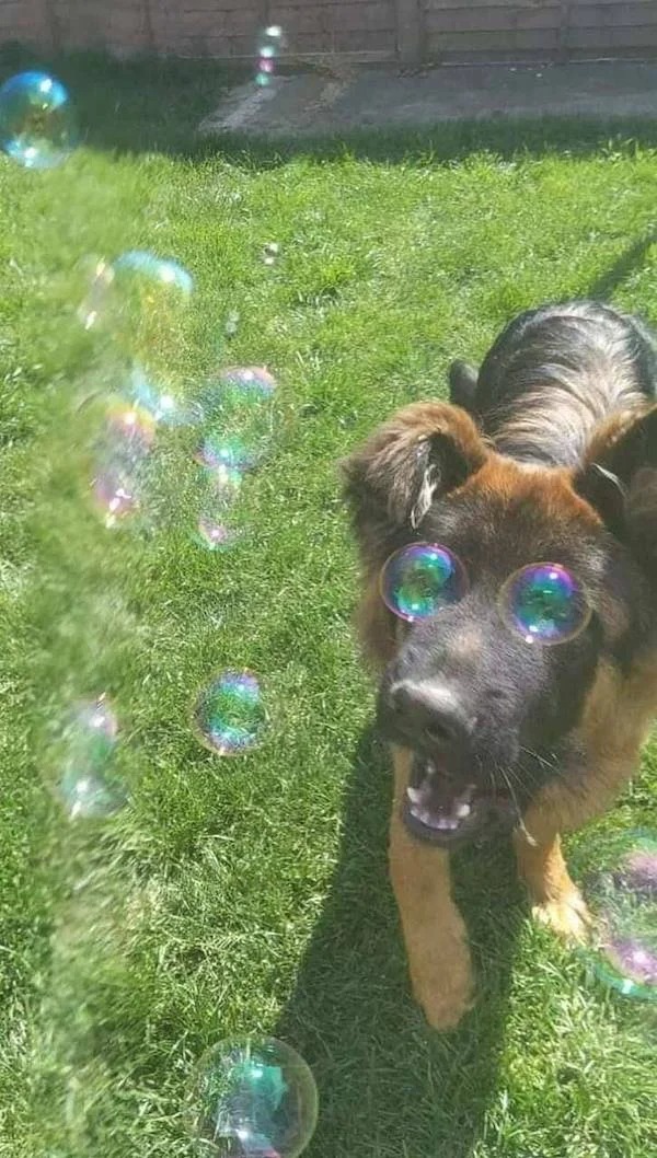 perfectly timed photos -  dog with bubbles