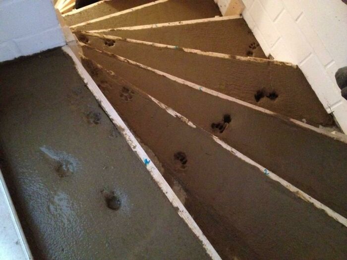 construction fails - cat footprints in concrete