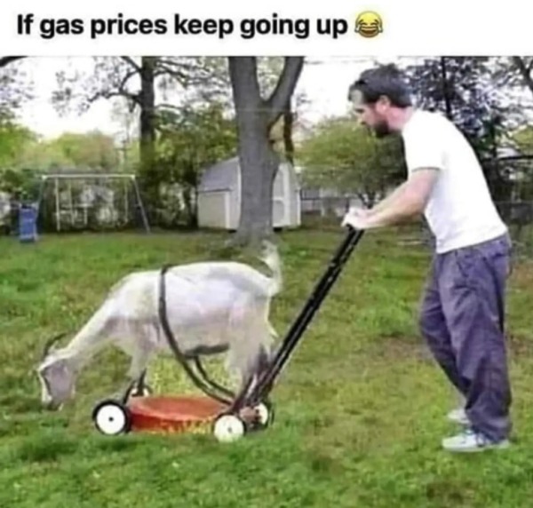 dank memes - dirty memes - goats as lawn mowers - If gas prices keep going up