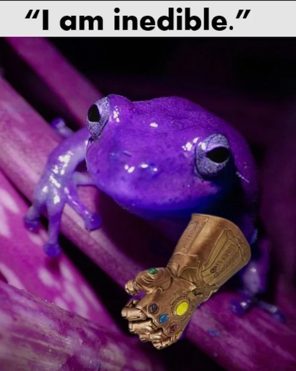 photoshopped pics - purple frog - "I am inedible."