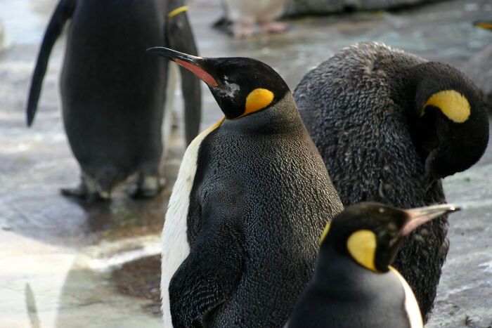 If penguins need water to survive, doesn't that means they're fish?
