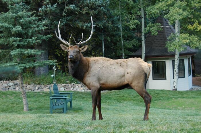 On a ski lift

"At what elevation do deer turn into elk?"