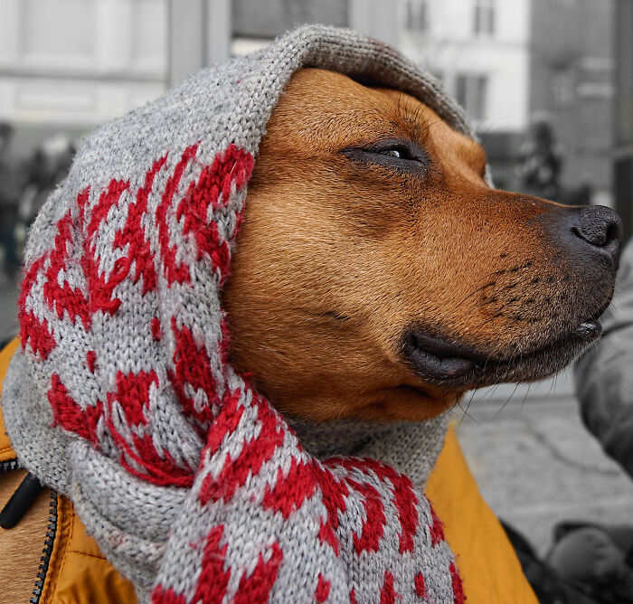 I wear a headscarf, and someone once asked me if I had ears.