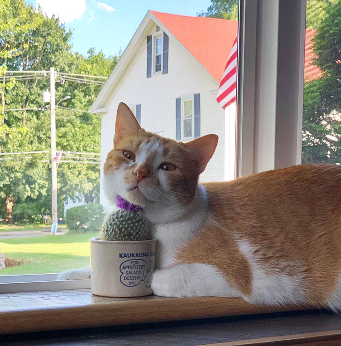 My Dad Bought A Cactus To Discourage Mingus From Getting On The Counter. Here's Mingus With The Cactus