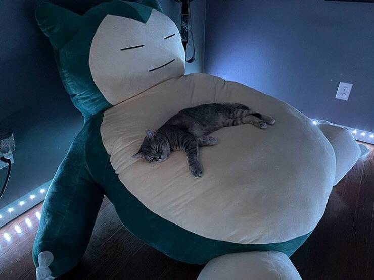 pics of awesome things - cat sleeping on snorlax - 616