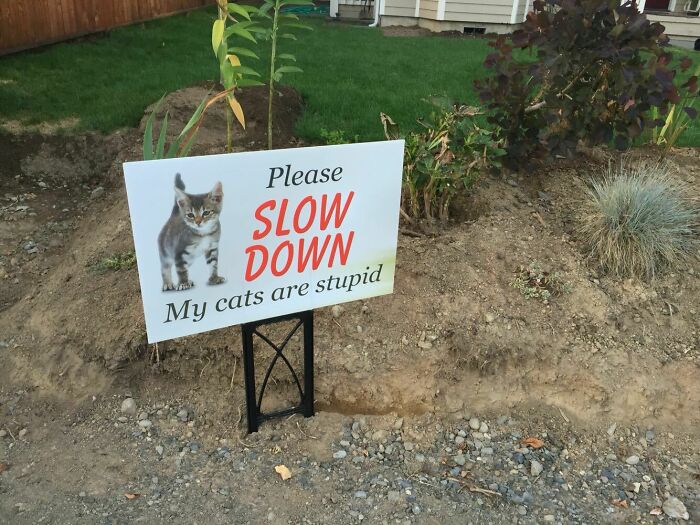 hilarious signs for stupid people - Cat - Please Slow Down My cats are stupid