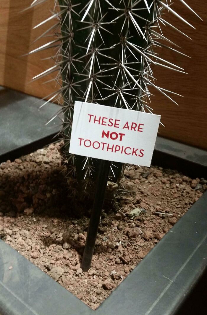 hilarious signs for stupid people - cactus - These Are Not Toothpicks